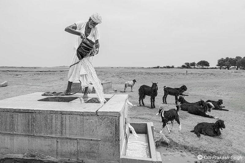 Drinking water from a beri being withdrawn for animals at Viprasar - in  Netsi village, Thar Desert, Jaisalmer district, Rajasthan, India